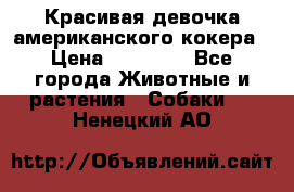 Красивая девочка американского кокера › Цена ­ 35 000 - Все города Животные и растения » Собаки   . Ненецкий АО